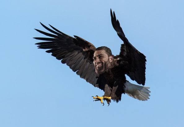 Eagle with a GigaChad face flying in blue sky.