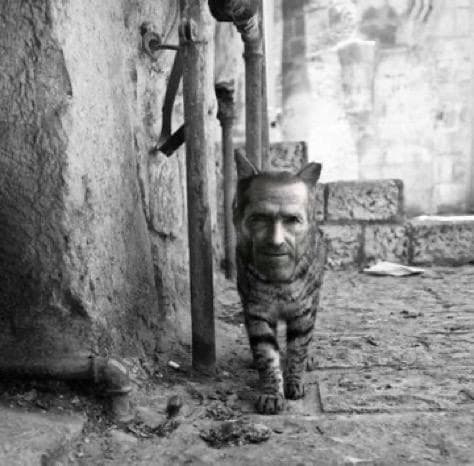 A cat with a human face walking in an alley.